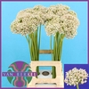 Allium Nigrum