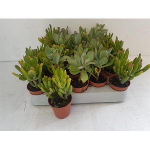 Crassula Mixed 5,5Ø 10cm