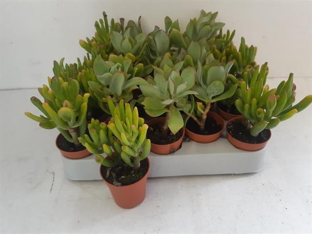 Crassula Mixed 5,5Ø 10cm