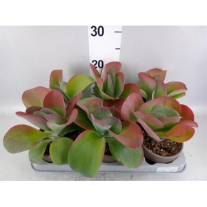 Kalanchoe NF thyrsiflora 'Red Lips'