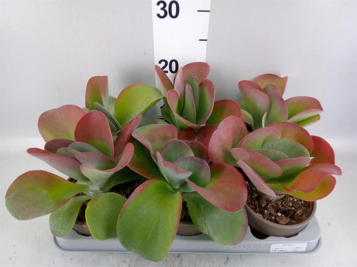 <h4>Kalanchoe NF thyrsiflora 'Red Lips'</h4>