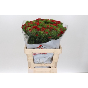 Dianthus Br Aldo Red