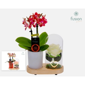 LED Lichtbal Hart houten planter met Phalaenopsis