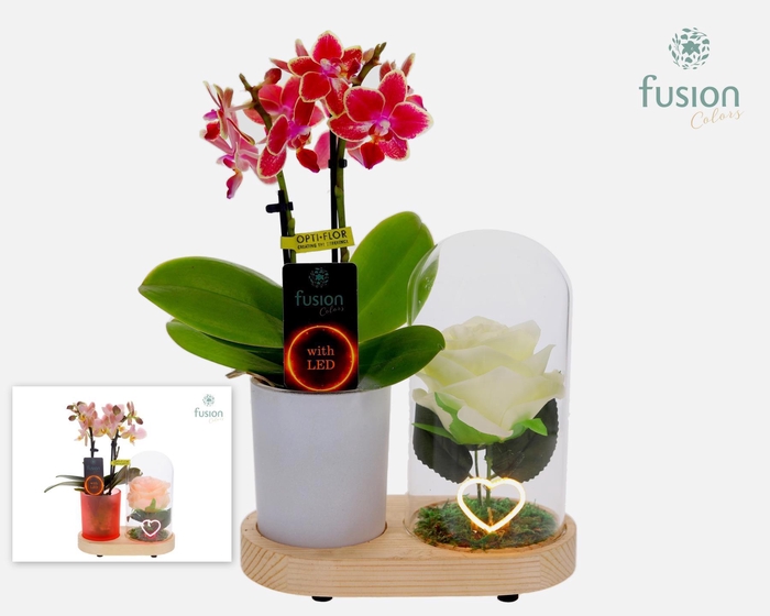 <h4>LED Lichtbal Hart houten planter met Phalaenopsis</h4>