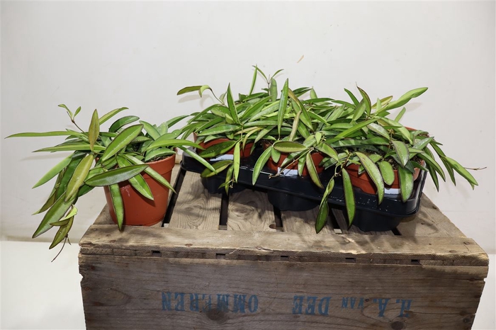 <h4>Hoya Wayetii</h4>