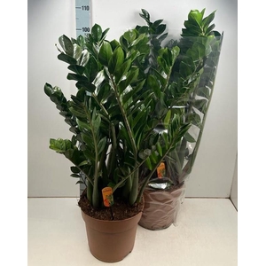 ZAMIO ZAMIIFOLIA