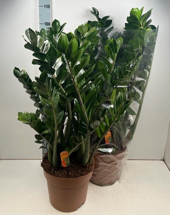<h4>ZAMIO ZAMIIFOLIA</h4>