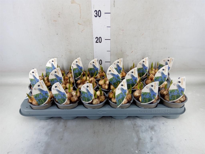 <h4>Muscari ...</h4>