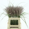 Pennisetum Karly Roze