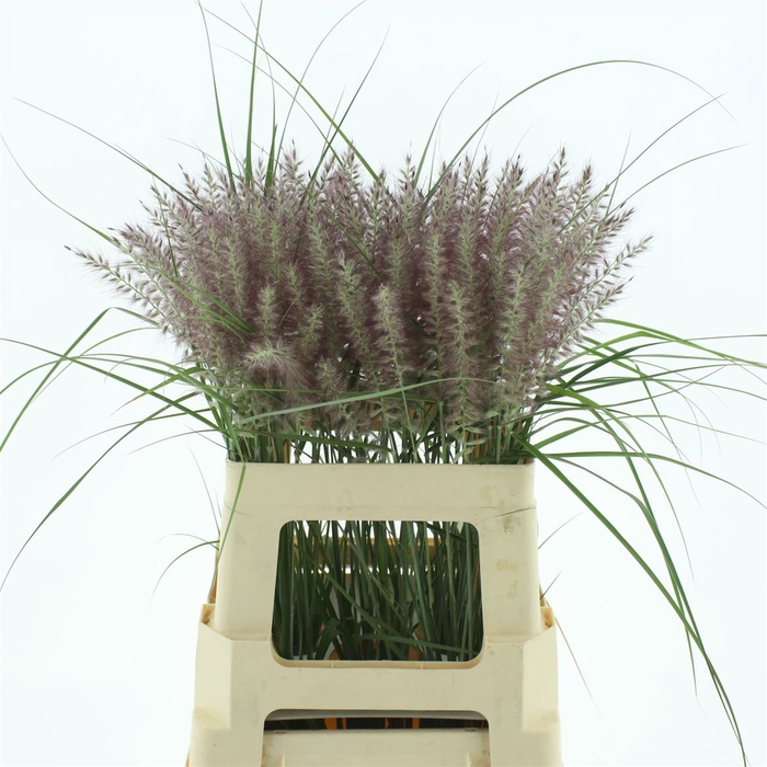 <h4>Pennisetum Karly Roze</h4>
