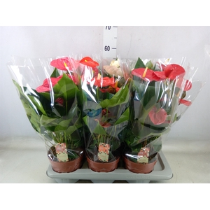 Anthurium   ...mix 4