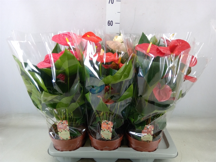 <h4>Anthurium   ...mix 4</h4>