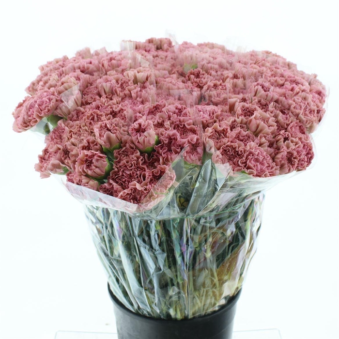 <h4>Di St Lege Rosa</h4>