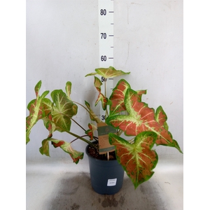 Caladium   ...