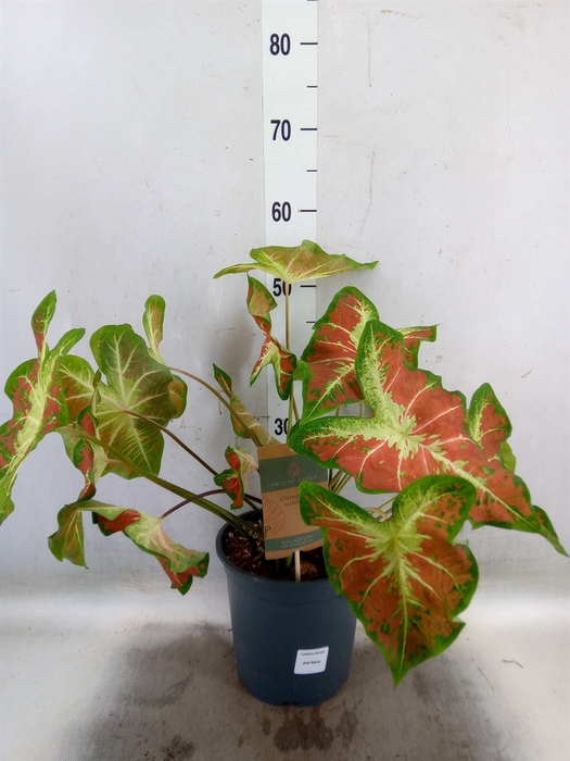 <h4>Caladium   ...</h4>