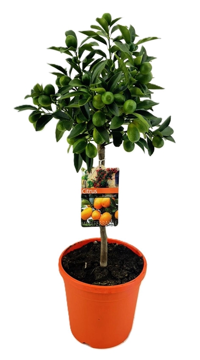 <h4>Citrus kumquat</h4>