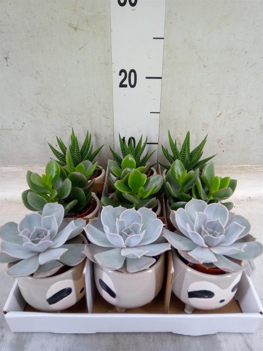 <h4>Succulents   ...</h4>