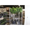 FICUS CARICA
