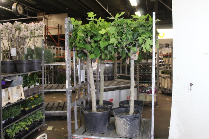 FICUS CARICA