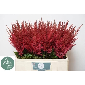 ASTIL AR PAUL GAARDE