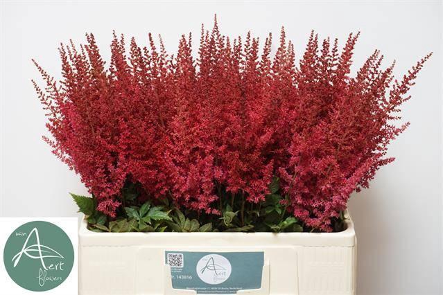 <h4>ASTIL AR PAUL GAARDE</h4>