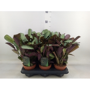 Ctenanthe burle-marxii 'Amagris'
