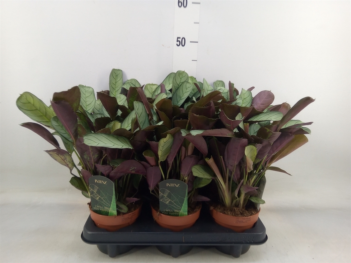 <h4>Ctenanthe burle-marxii 'Amagris'</h4>
