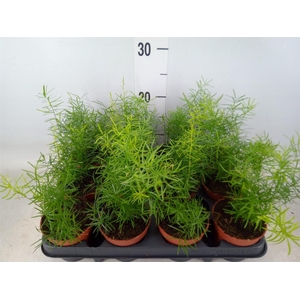 Asparagus dens. 'Sprengeri'