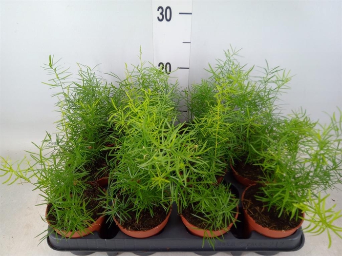 <h4>Asparagus dens. 'Sprengeri'</h4>