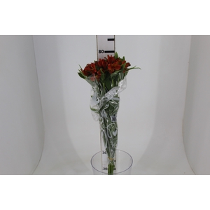 ALSTROEMERIA CINNAMON 080 CM