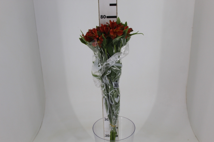 <h4>ALSTROEMERIA CINNAMON 080 CM</h4>