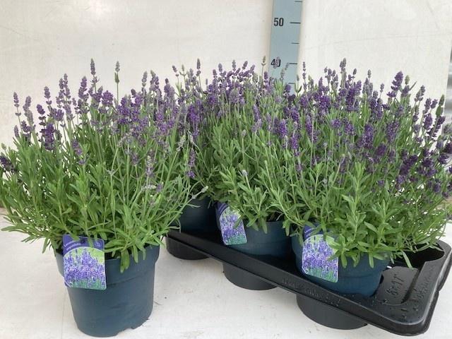 <h4>LAVAN ANGUSTIFOLIA</h4>