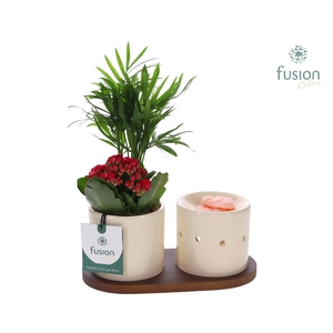 Fusion Scents keramiek Gift set plankje met Arrangement