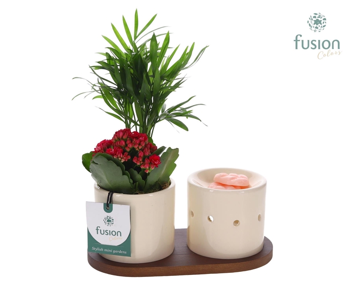 <h4>Fusion Scents keramiek Gift set plankje met Arrangement</h4>