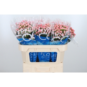 Hyp Coco Casino