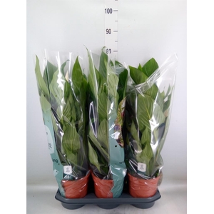 Spathiphyllum  'Bingo Cupido'