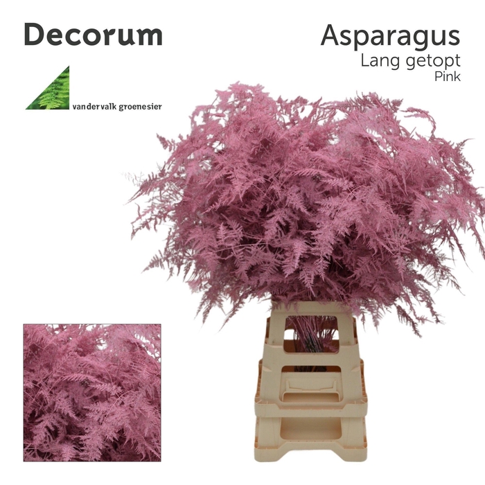 <h4>Asp lang getopt Pink</h4>