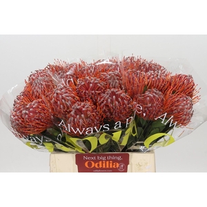Nutans Scarlet Ribbon