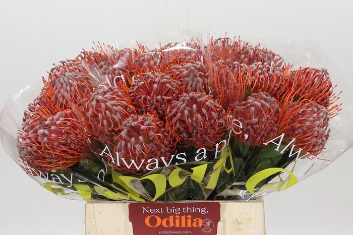 Nutans Scarlet Ribbon