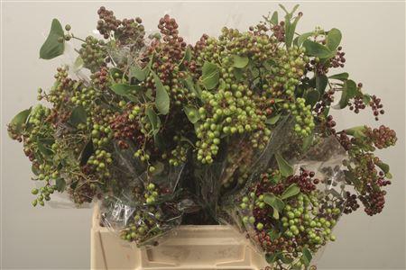 <h4>Smilax Per Bunch 200 Gram</h4>
