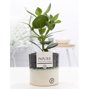 Clusia Rosea in P&PURE Illusion cer. perfectly imperfectable)