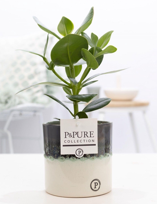 <h4>Clusia Rosea in P&PURE Illusion cer. perfectly imperfectable)</h4>