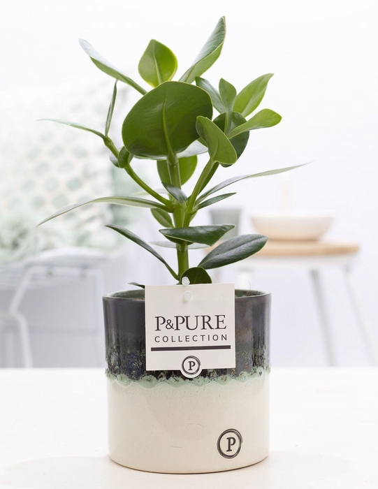 <h4>Clusia Rosea in P&PURE Illusion cer. perfectly imperfectable)</h4>