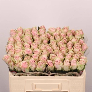 R Gr Pink Athena Extra Lolo