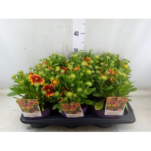 Gaillardia aristata 'Spintop Red'