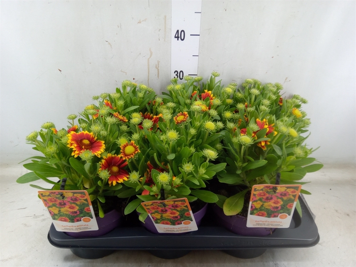 <h4>Gaillardia aristata 'Spintop Red'</h4>