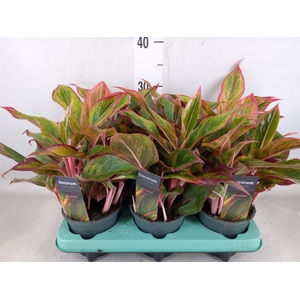 Aglaonema   ...