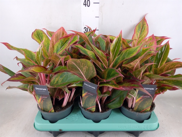 <h4>Aglaonema   ...</h4>