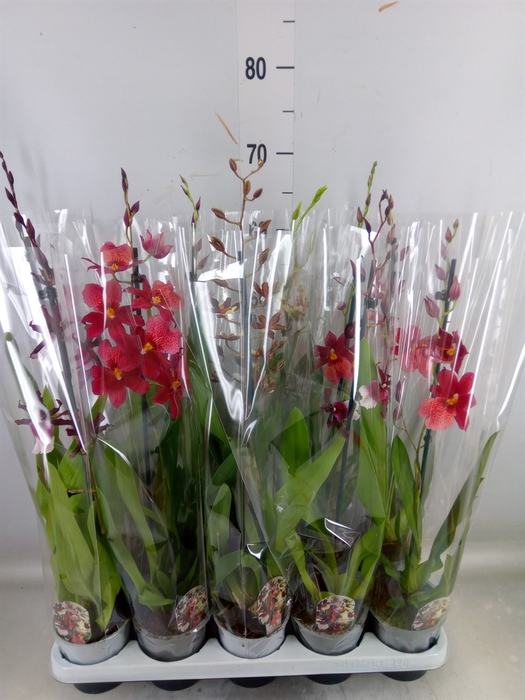 <h4>Cambria   ...mix</h4>