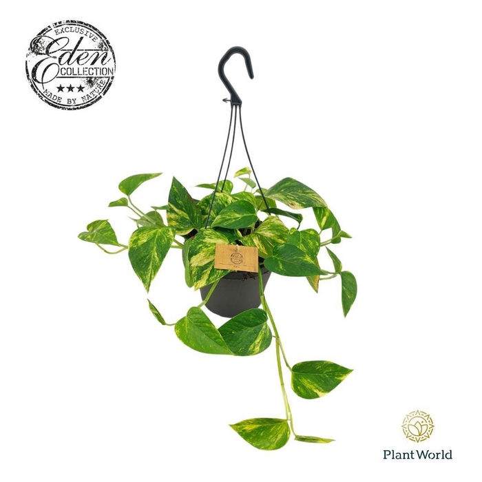<h4>Epipremnum pinnatum hanging 17Ø 35cm</h4>